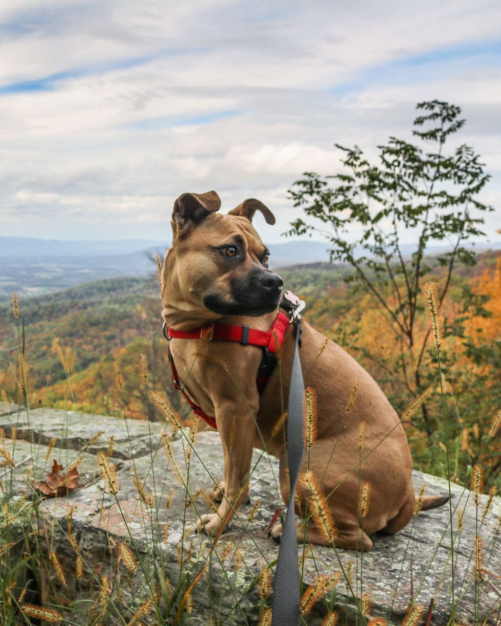 Dog on Skyline Drive in Shenandoah National Park, Virginia, one of the best national parks for pets