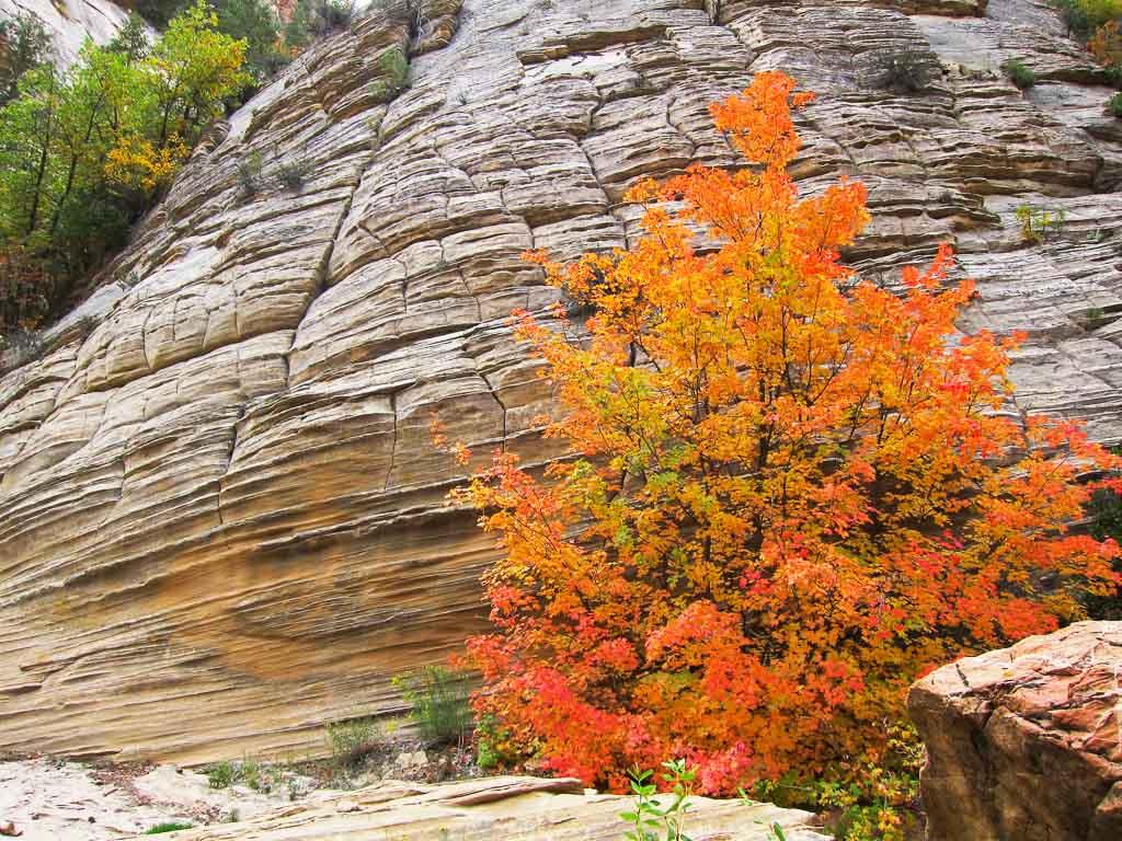 Maple with fall foliage in Zion National Park - Image credit NPS Jenny Eberlein