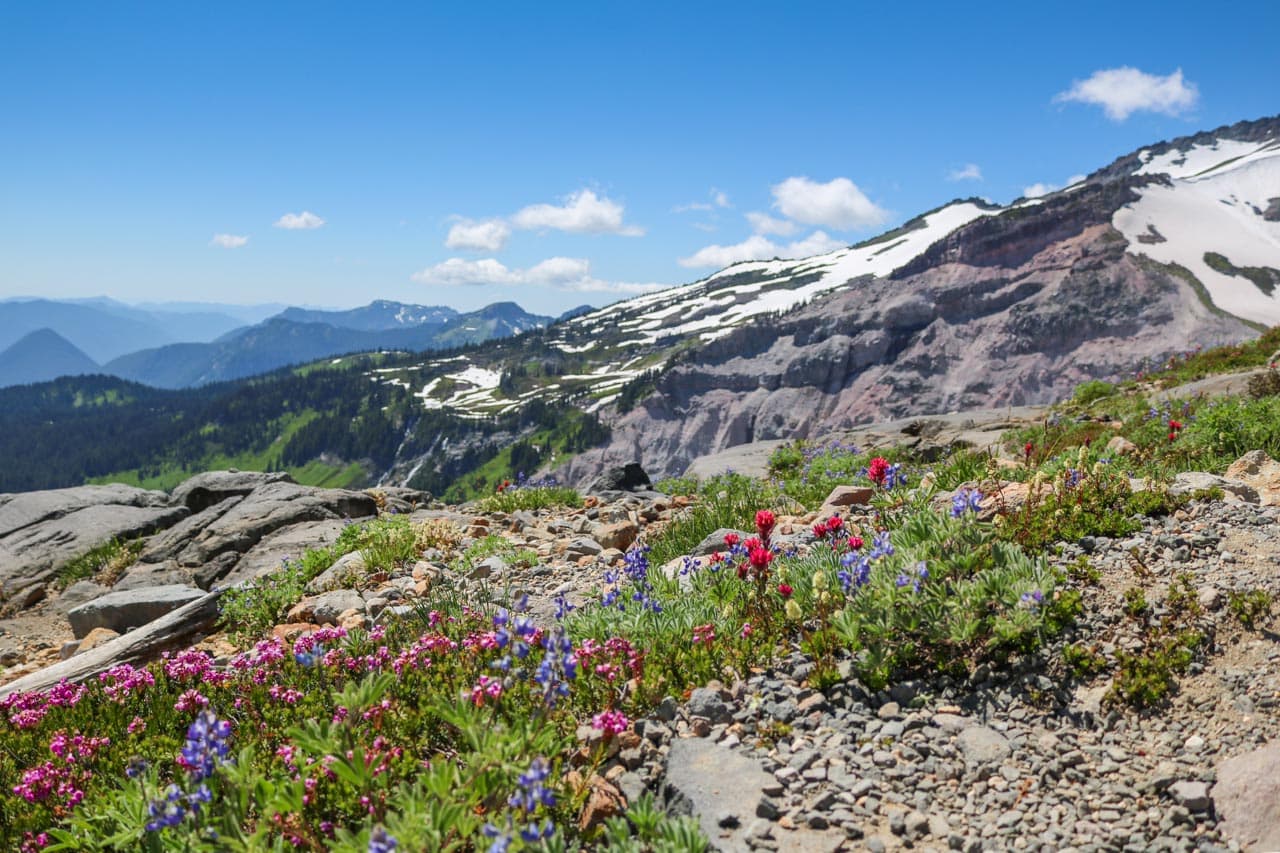 Wildflowers in Mt Rainier National Park, Washington