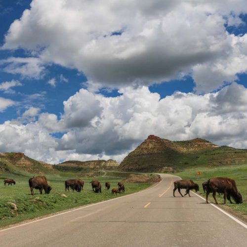 American bison crossing the Scenic Drive in Theodore Roosevelt National Park, North Dakota