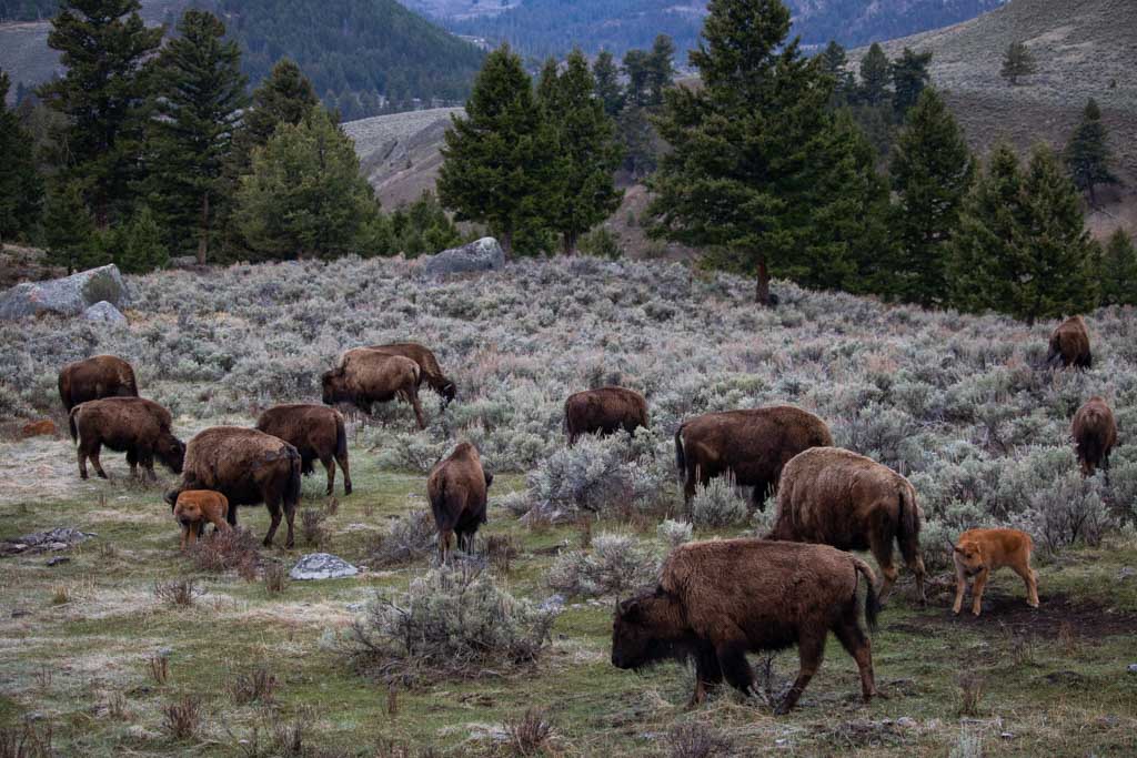 7 Best Places to See Wildlife in Yellowstone National Park - The National  Parks Experience