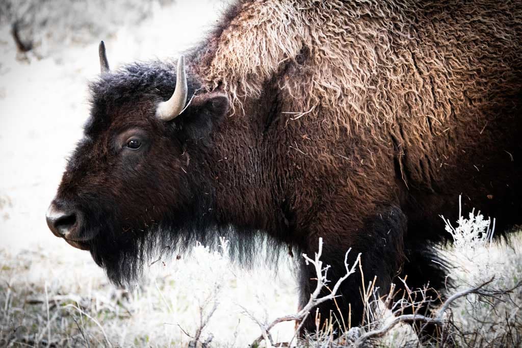 Bison Safety Tips: How to Prevent Bison Attacks While Hiking
