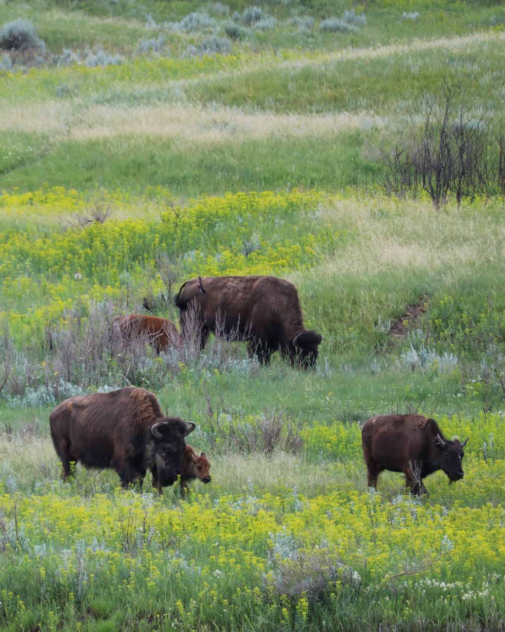 Family of bison in Theodore Roosevelt National Park, North Dakota