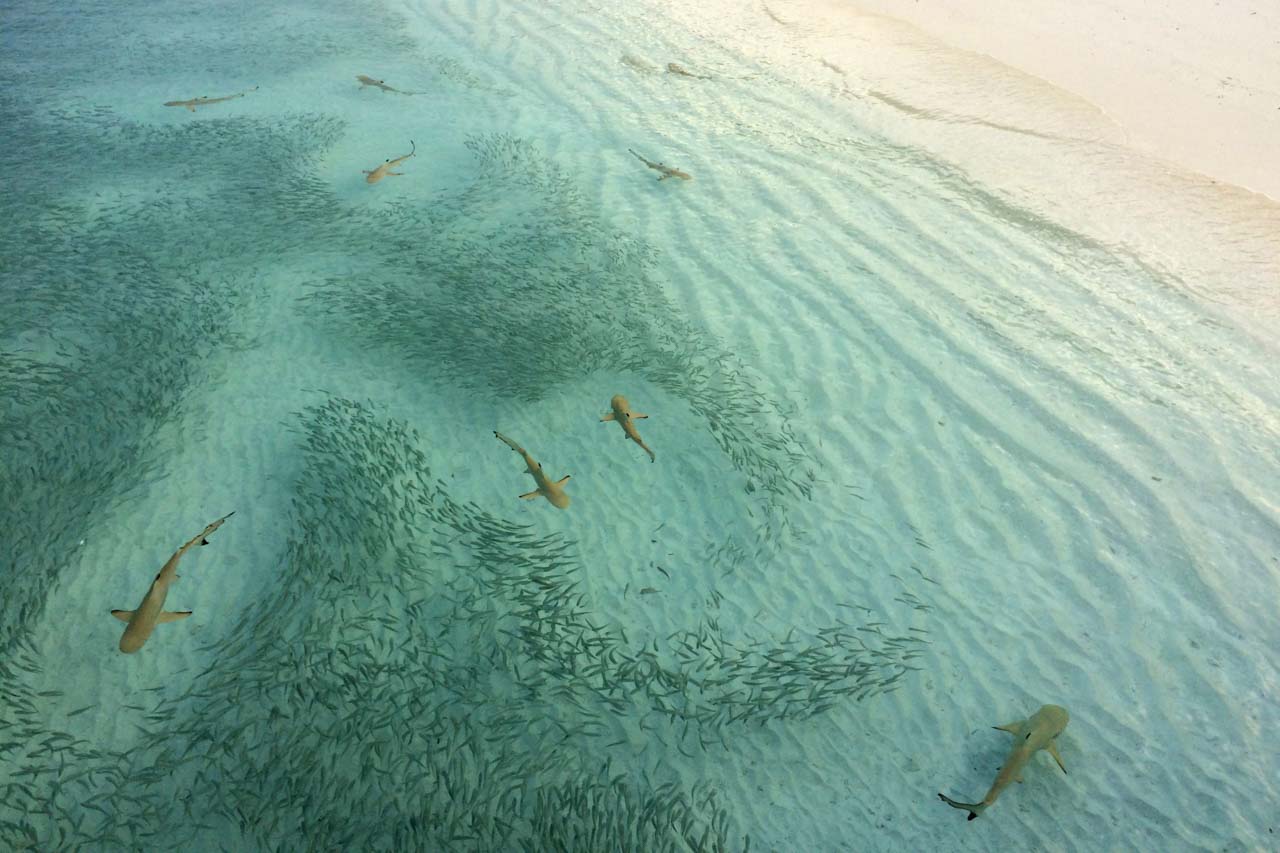 Blacktip reef sharks hunting in shallow water near the beach