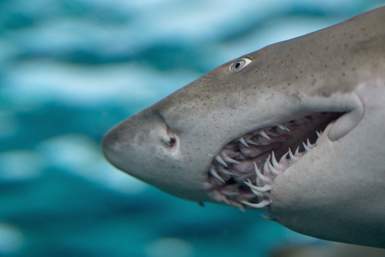 Close up Shark Teeth