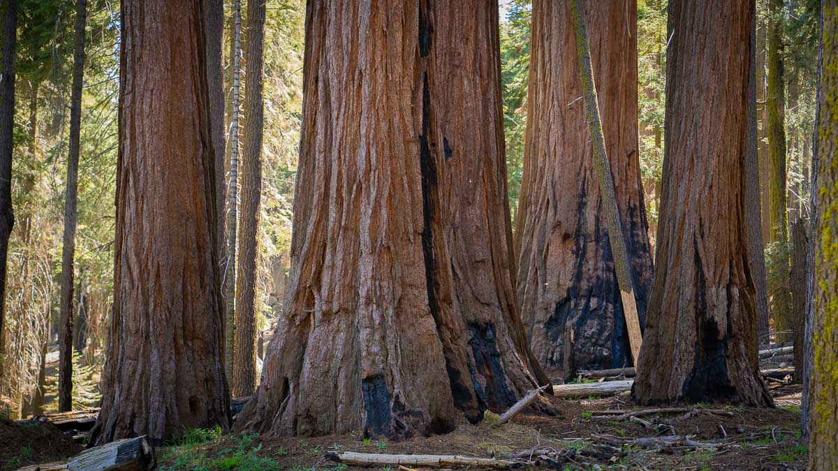 Sequoia National Park, California - Image credit NPS