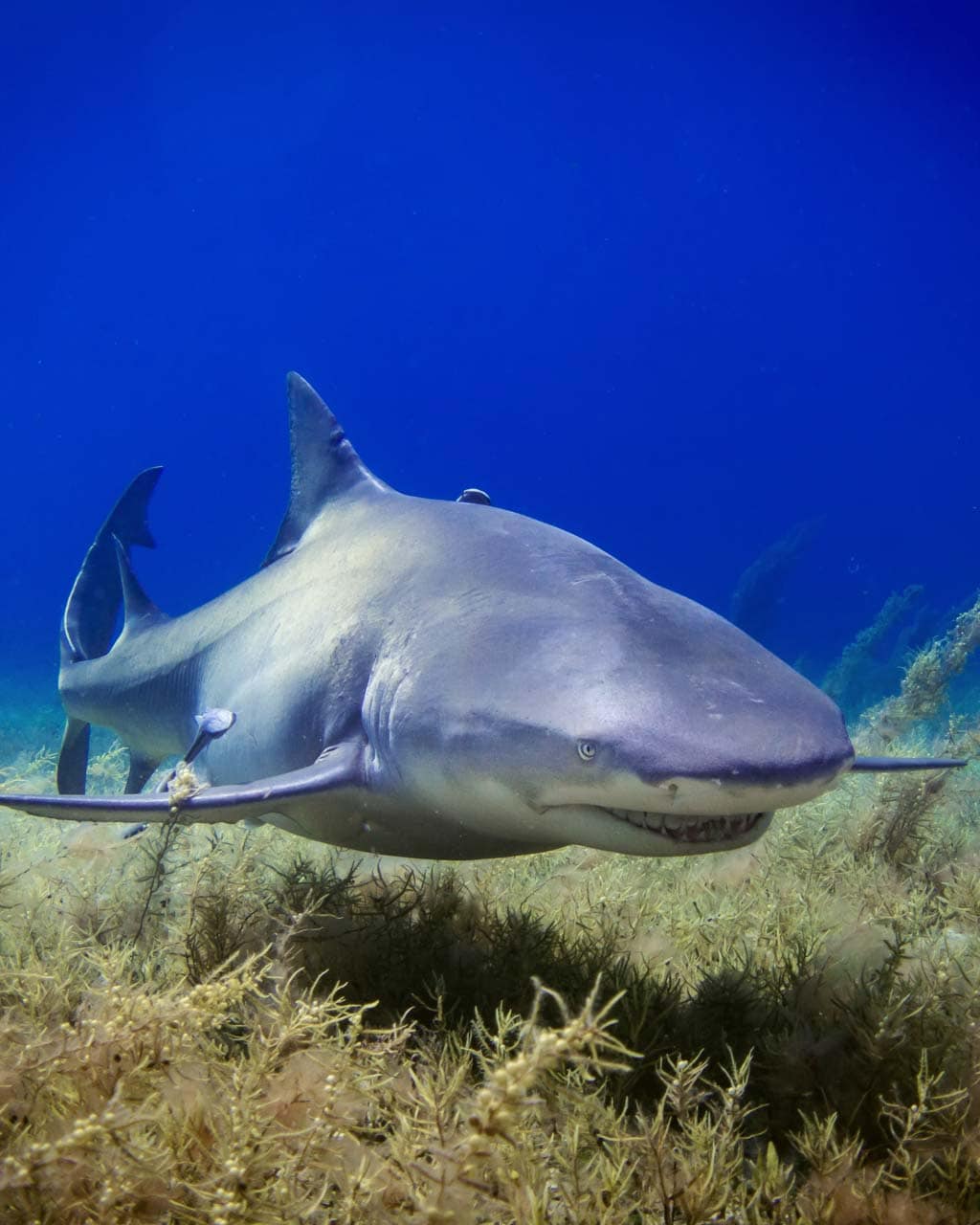 Shark in blue water - How to Avoid Shark Attacks While Swimming