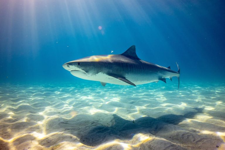 Shark swimming in clear water - Shark Attacks Safety
