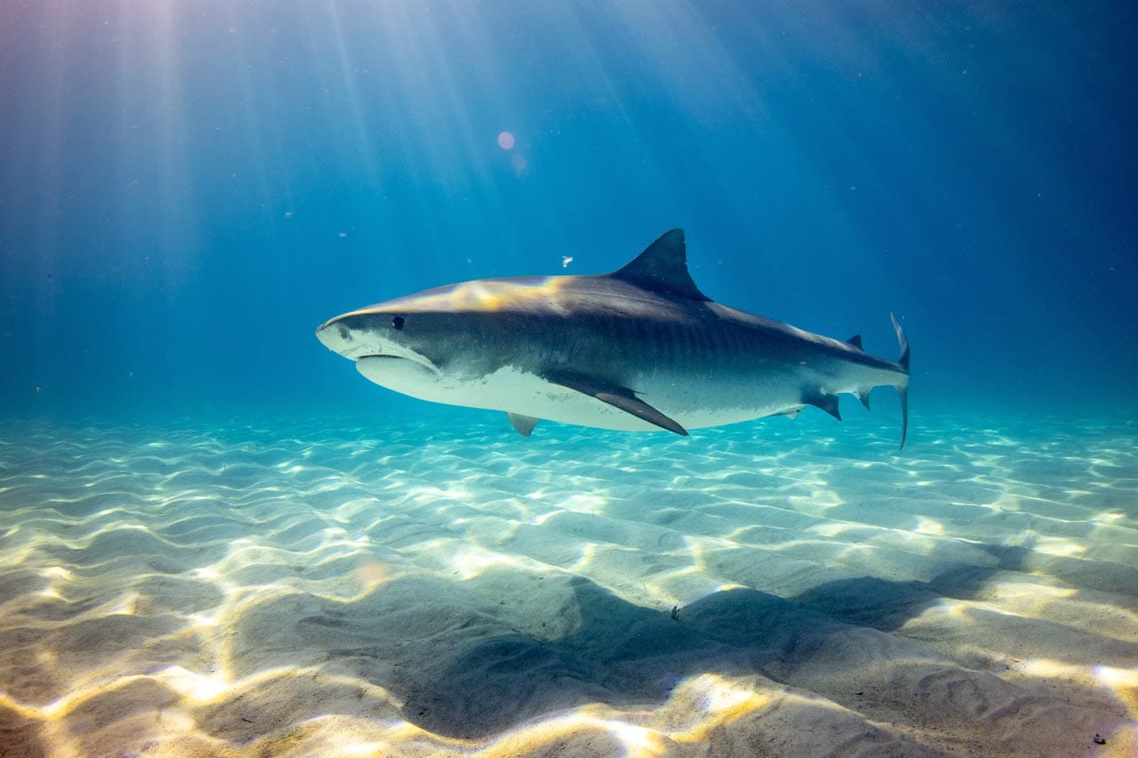 Shark swimming in clear water - Shark Attacks Safety