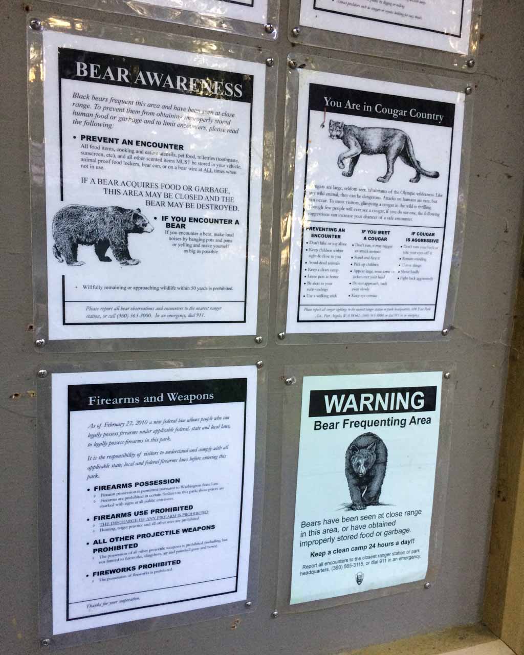 Black bear and cougar warning signs, Quinault Rain Forest, Washington