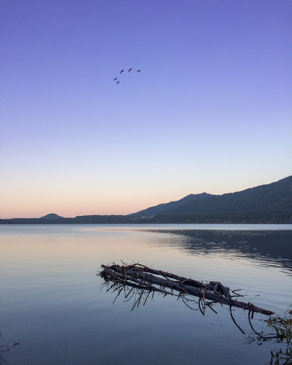 Canada geese flying over Lake Quinault, Olympic National Park, Washington