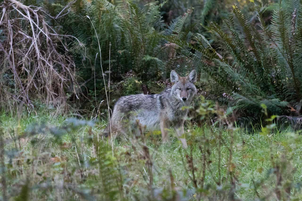 Coyote in Olympic National Park, Washington