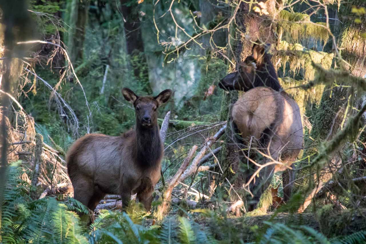 Elk cow and calf at Bunch Fields, Olympic National Park, Washington