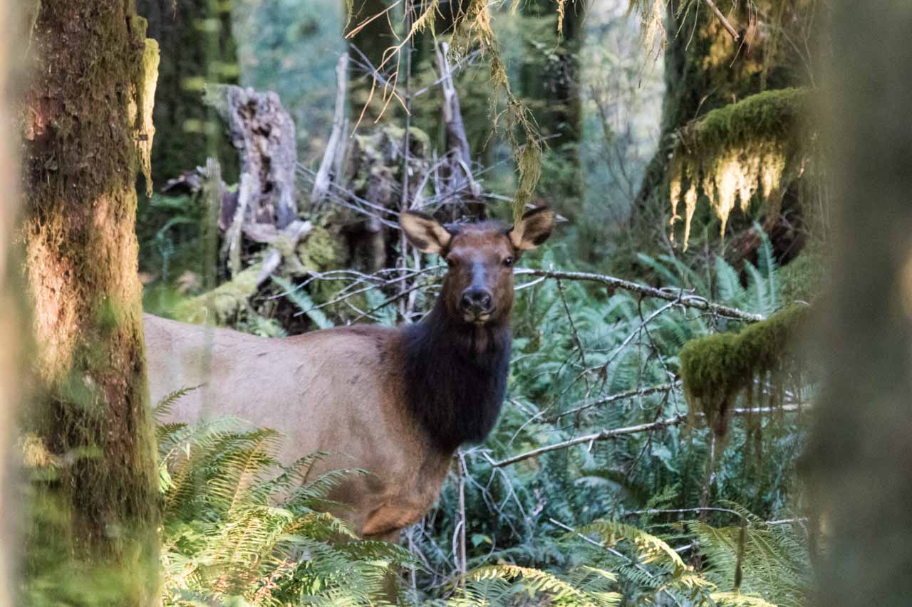 Elk cow at Bunch Fields, Olympic National Park, Washington
