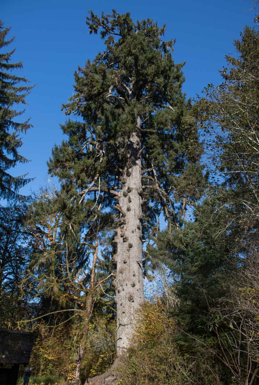 Largest Sitka spruce tree in the world, Lake Quinault, Washington State
