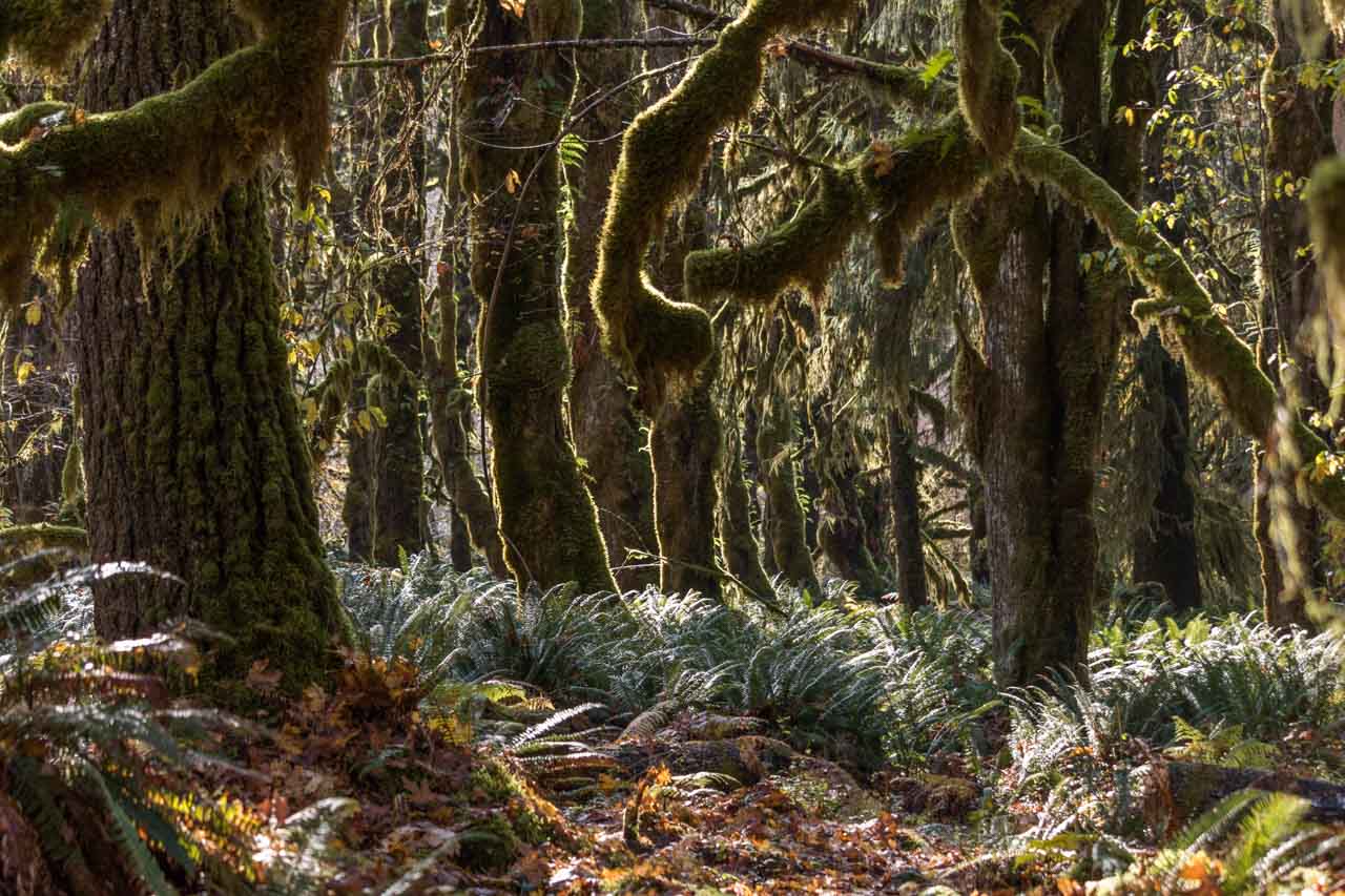 Quinault Rain Forest, Cascading Terraces Nature Trail in Olympic National Park, Washington