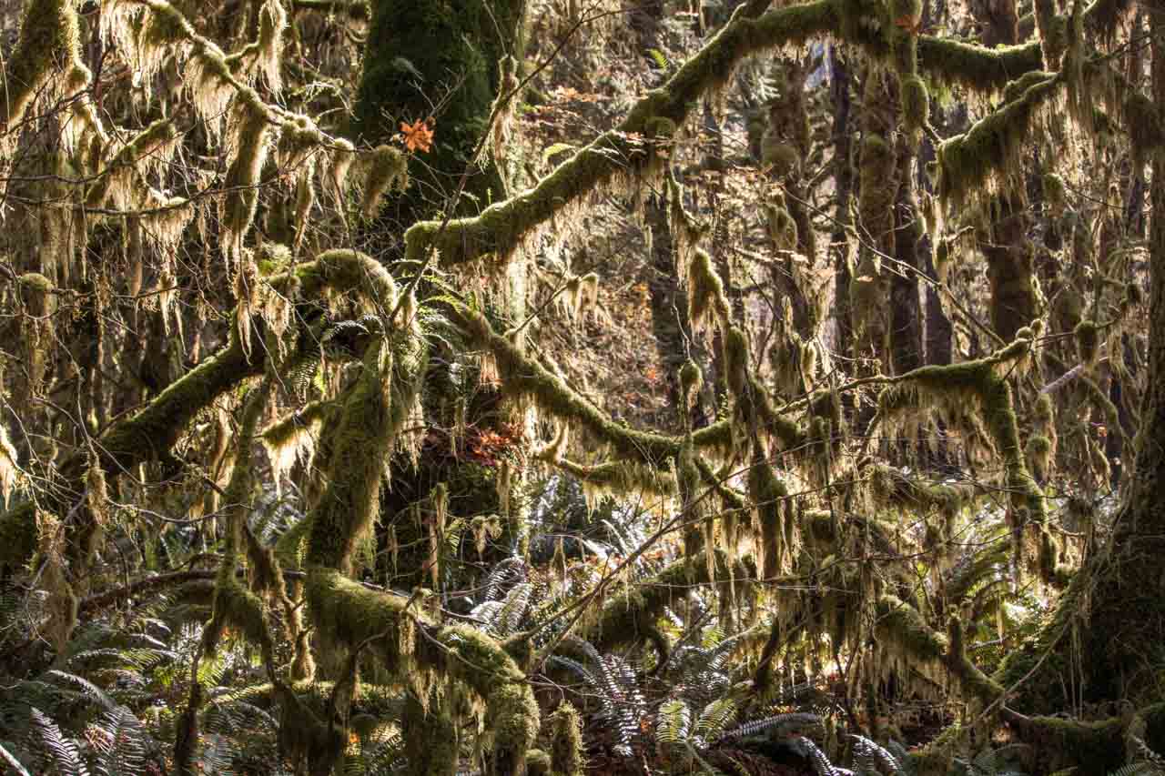Quinault Rain Forest Graves Creek Trail, Olympic National Park, Washington