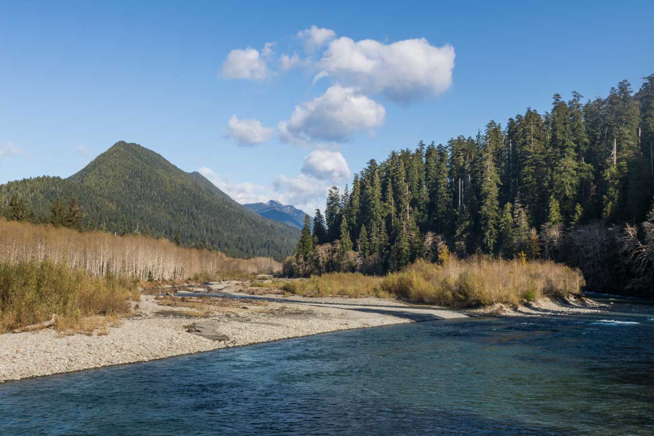 Quinault River Valley, Olympic National Park, Washington