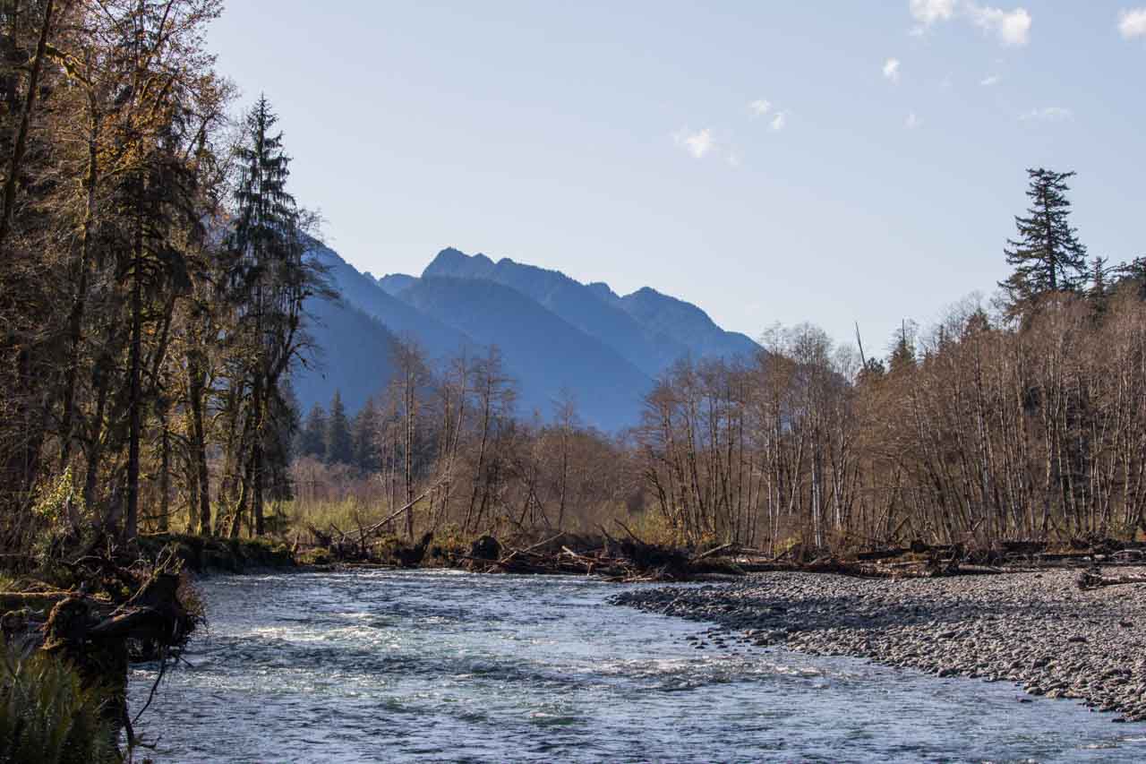 Quinault River in Olympic National Park, Washington State
