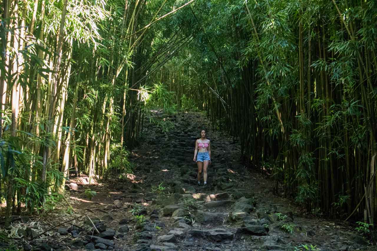 Bamboo Forest, Kipahulu Area in Haleakala National Park, Maui, Hawaii