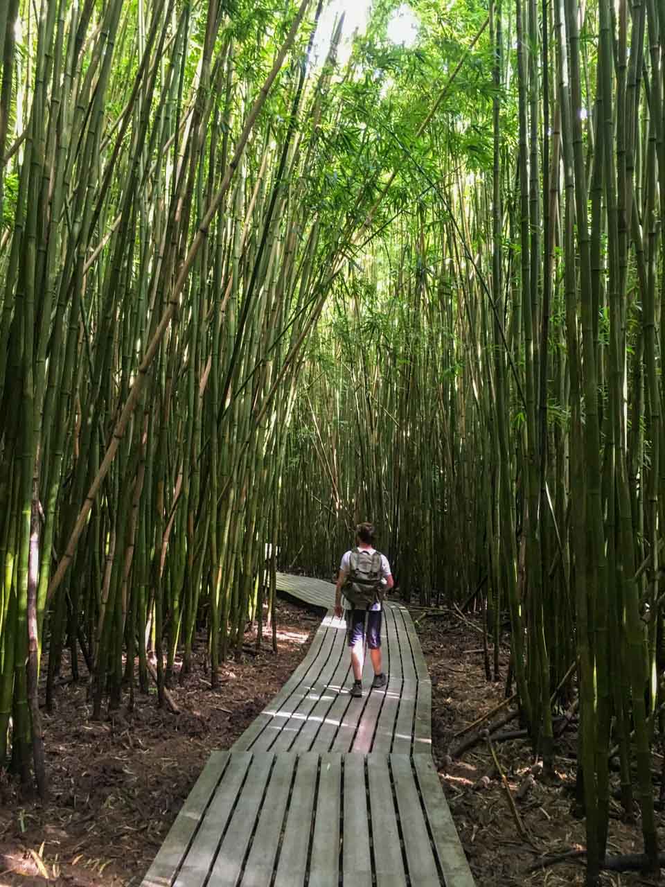 Hiker in Bamboo Forest, Kipahulu in Haleakala National Park, Maui