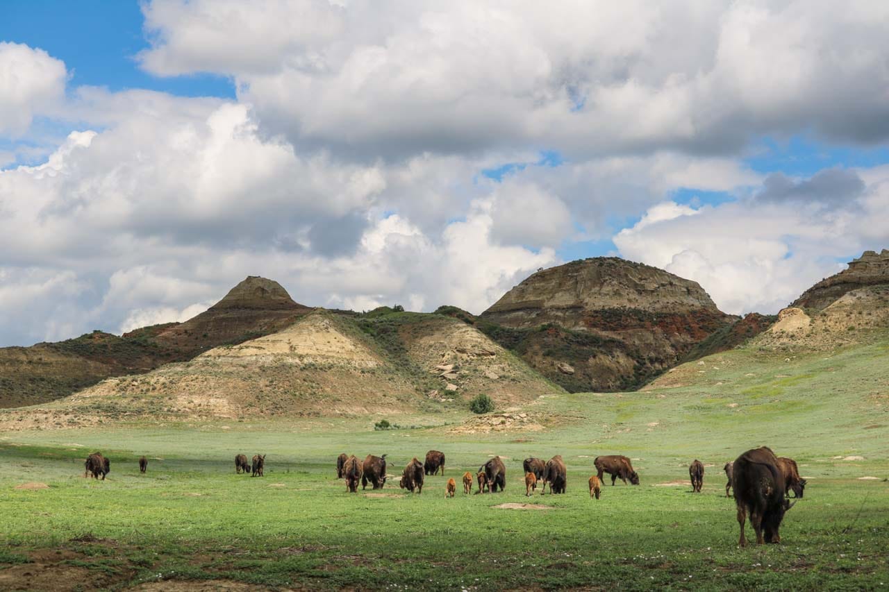 American bison in Theodore Roosevelt National Park, North Dakota - National Parks Related to U.S. Presidents