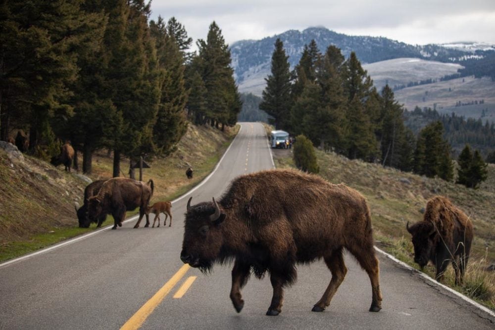Bison crossing road at Tower-Roosevelt, Yellowstone National Park, iconic mammals of the national parks