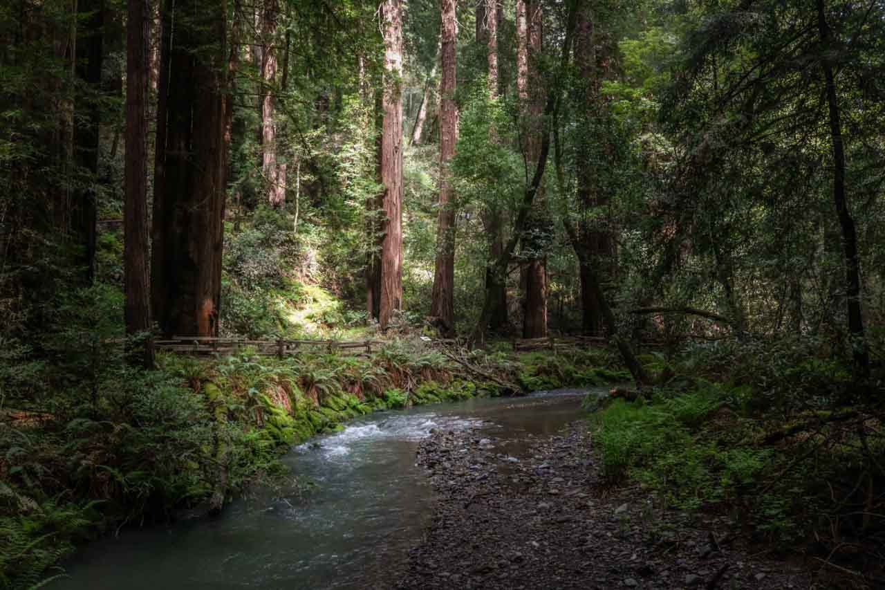 Muir Woods, San Francisco National Park Service sites, California