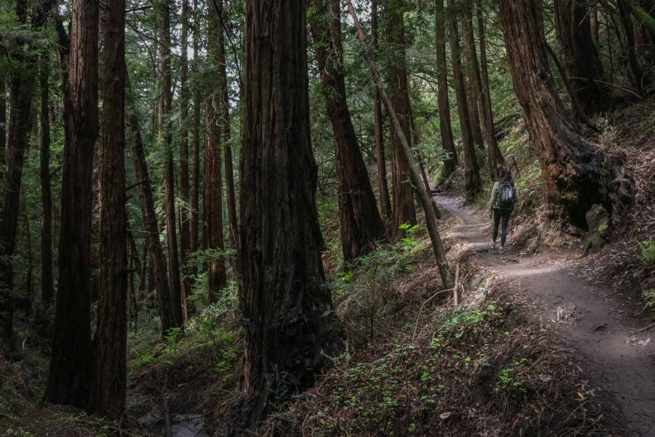 Muir Woods National Monument, San Francisco, California