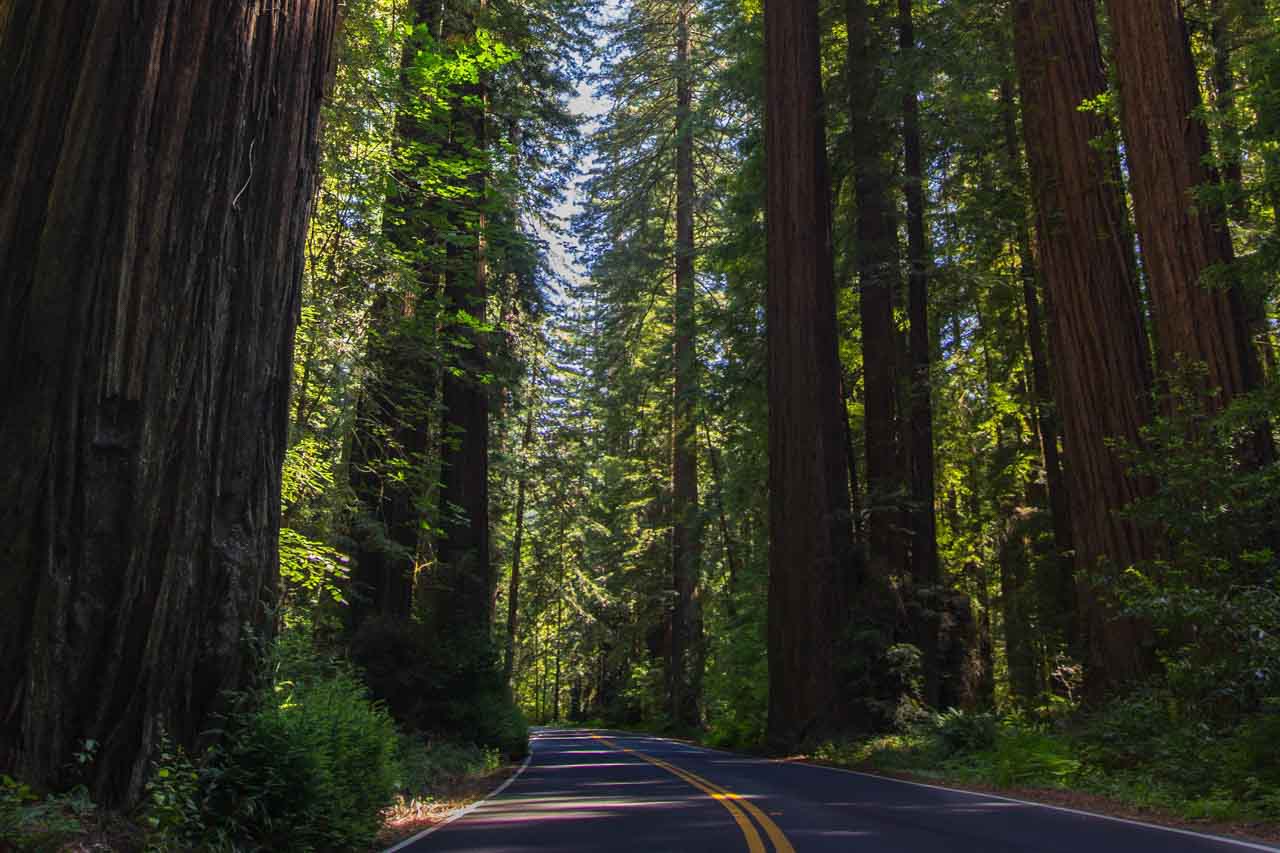 Road in Redwood National Park, Northern California