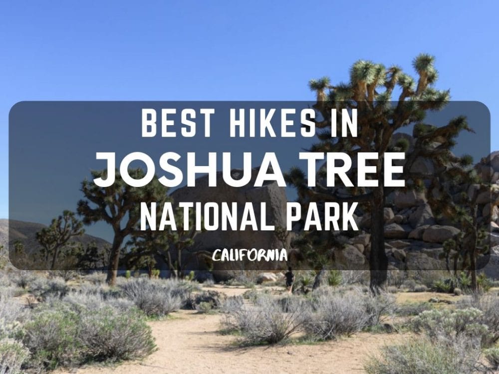 Best Hikes in Joshua Tree National Park, California