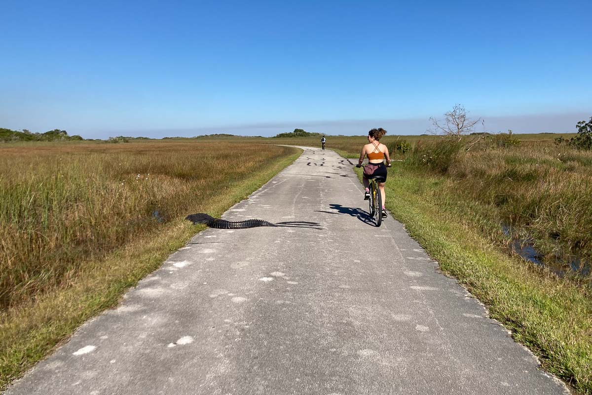 Biking in Everglades National Park offers amazing opportunities to see wildlife, such as this alligator on the Shark Valley Tram Road and bike trail
