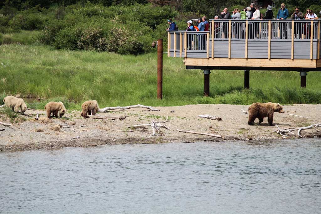 Brown Bears at Brooks Camp, Katmai National Park, Alaska - NPS J. Hower