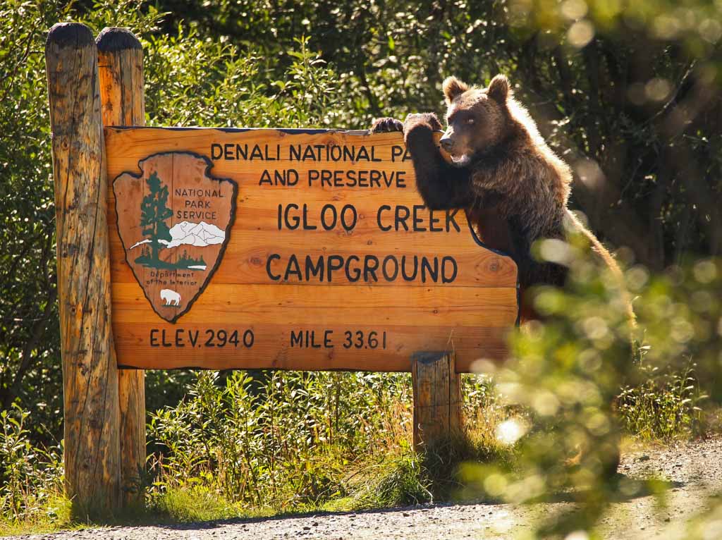 Denali National Park Grizzly Bear - NPS Emily Mesner - Best National Parks to See Grizzly Bears in the USA