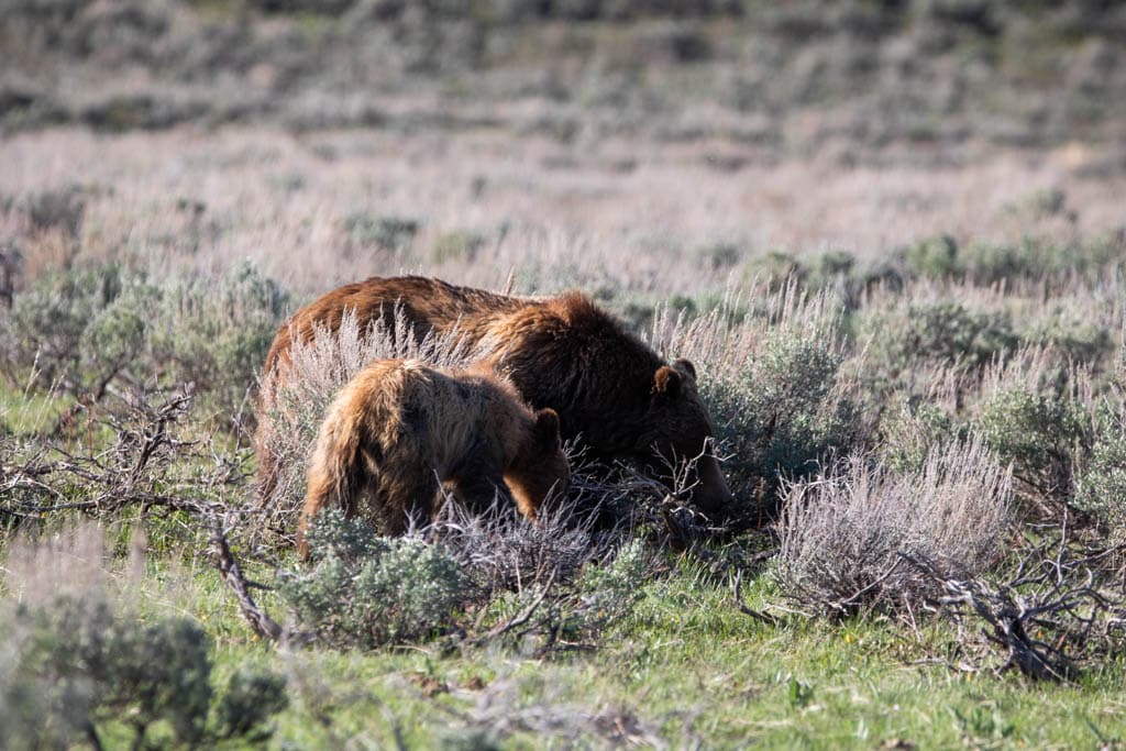 Grizzly bear 399 with cub in Grand Teton National Park