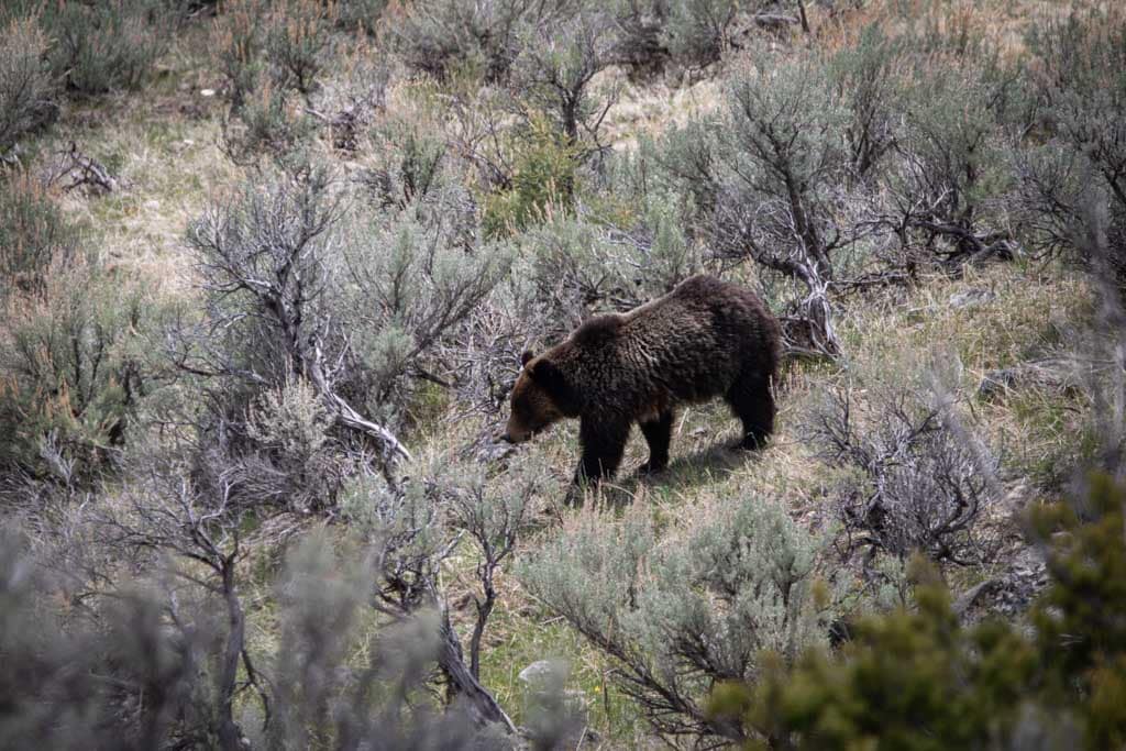 Woman sentenced to jail after getting too close to grizzly bears in Yellowstone National Park