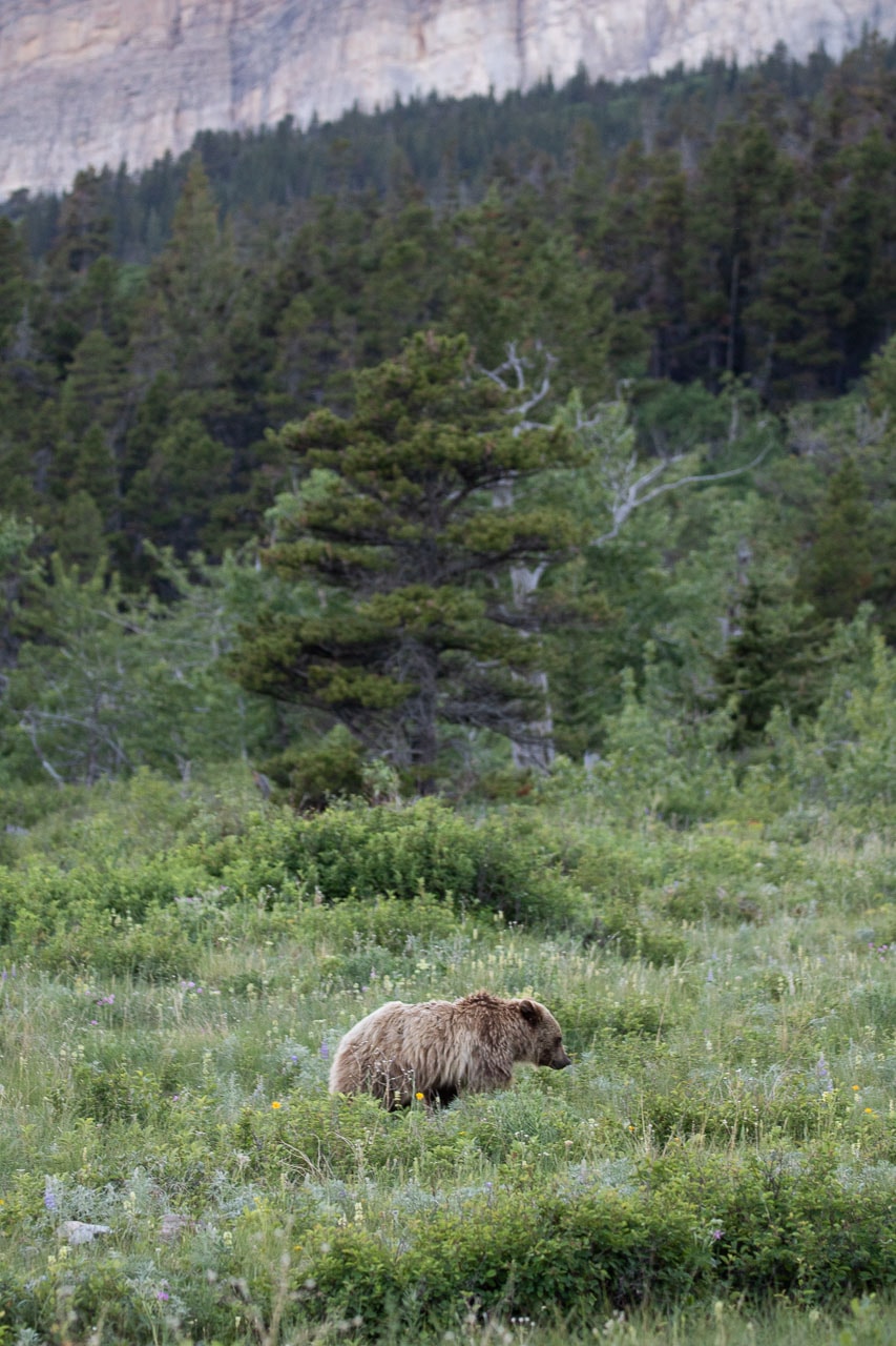 Grizzly bear foraging in Swiftcurrent Valley, Many Glacier, Glacier National Park