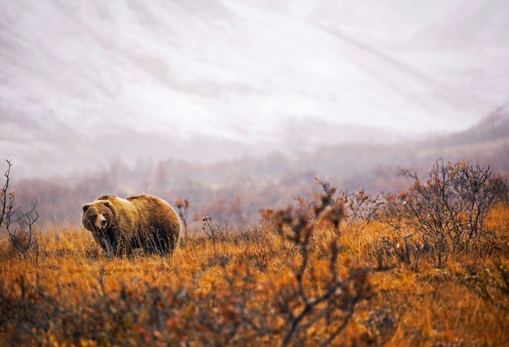 Grizzly bear in Denali National Park, Alaska - NPS / Emily Mesner