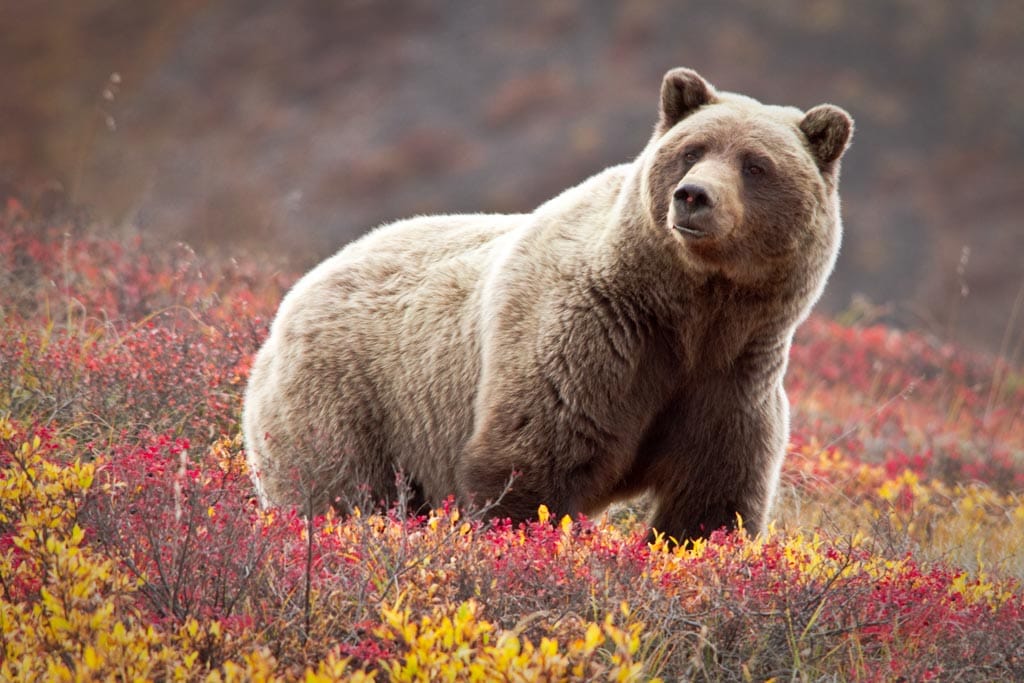 Grizzly bear in Denali National Park in Alaska - NPS - Amazing National Parks Where You Can See Grizzly Bears in America