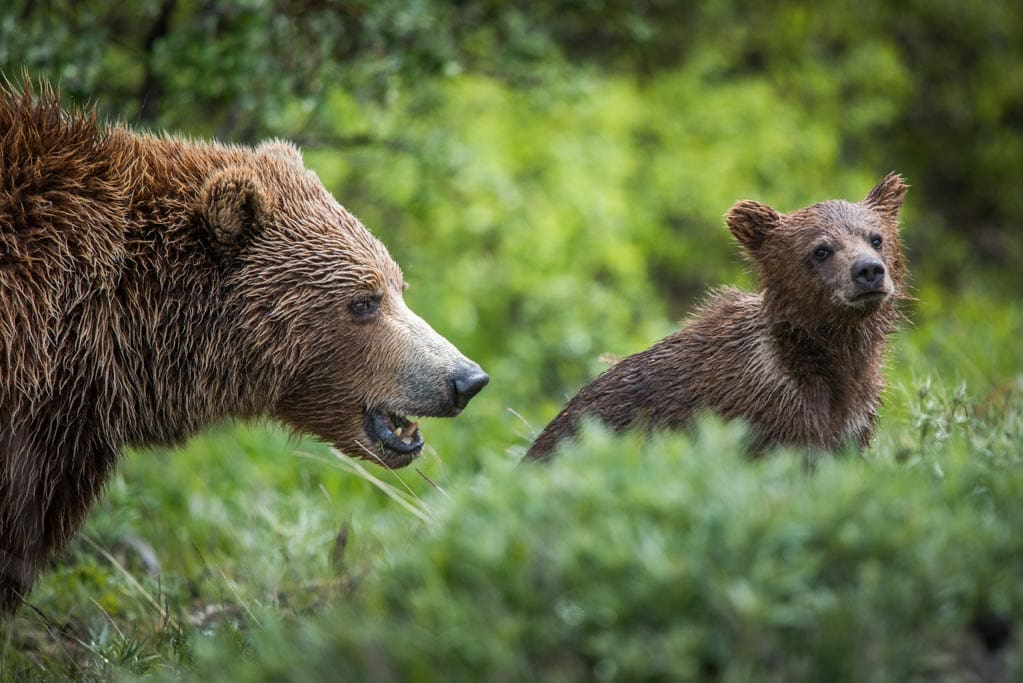 Grizzly bear sow and cub, Denali National Park, Alaska - NPS Emily Mesner