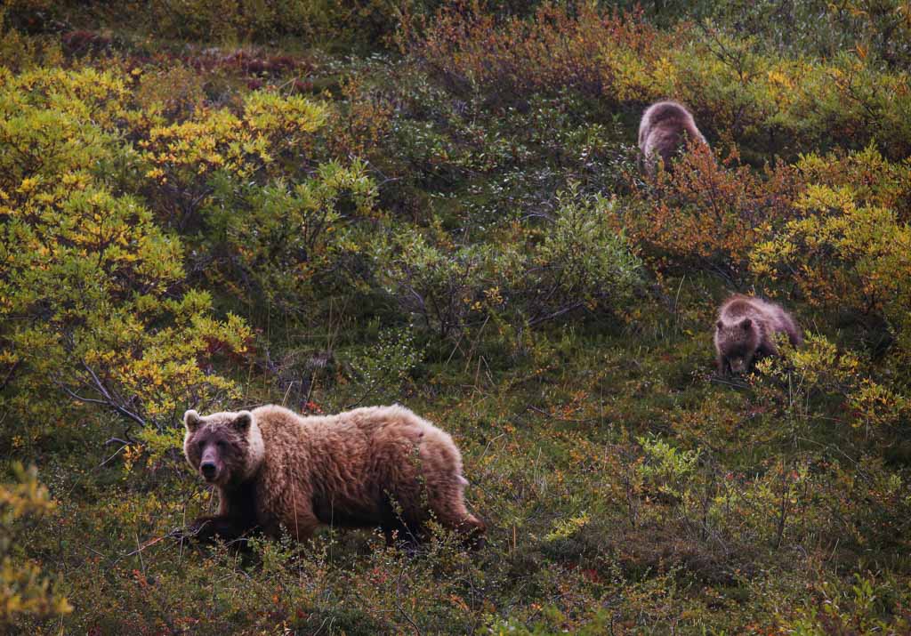 Grizzly bear sow and cubs in Denali National Park, Alaska - NPS Emily Mesner