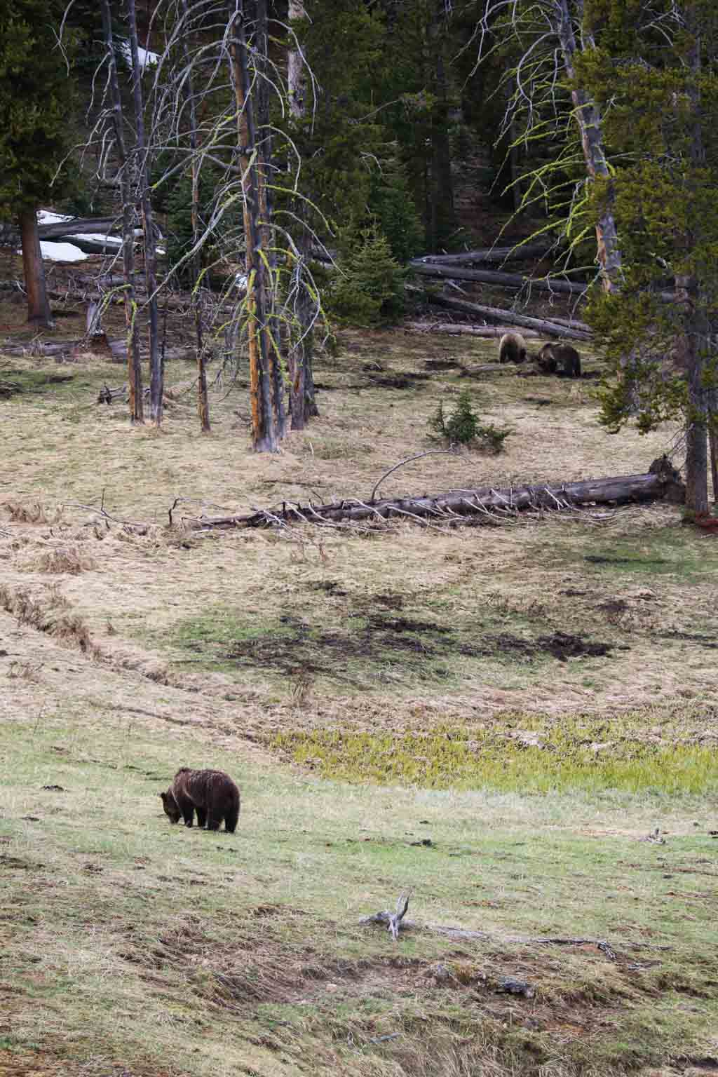 Grizzly bear sow with cubs near Norris, Yellowstone National Park