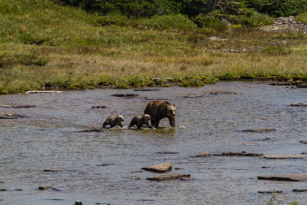 Grizzly sow with two cubs in Glacier National Park, Montana - NPS Andrew Englehorn