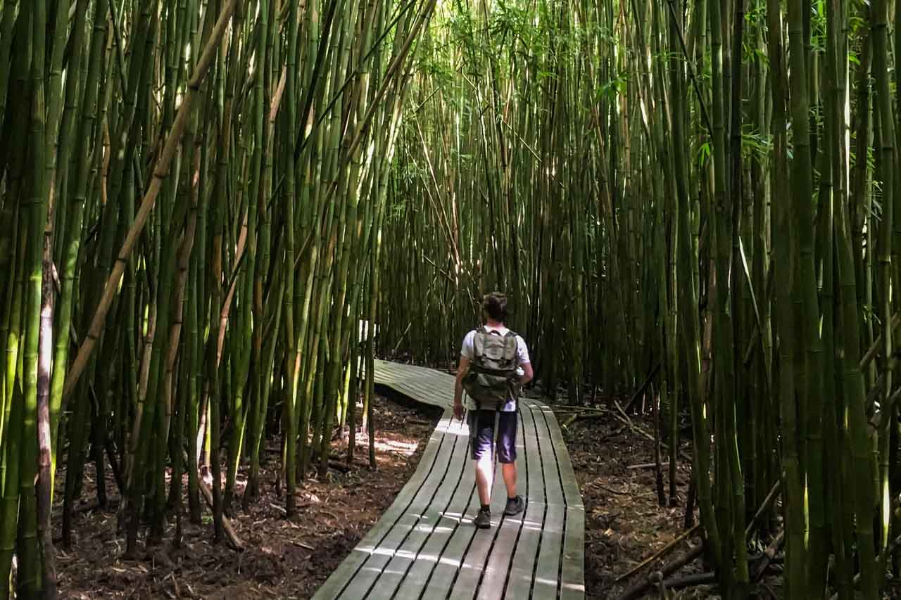 Hiker in Bamboo Forest, Kipahulu hiking trails in Haleakala National Park, Maui