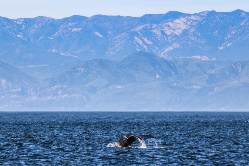 Humpback whale, Channel Islands National Park near San Diego, California