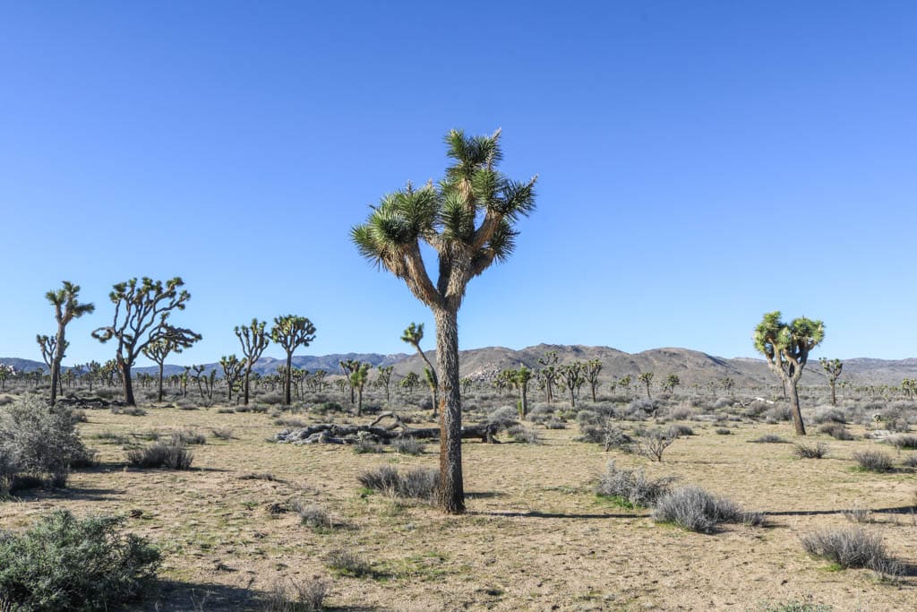 Mojave Desert Joshua trees, Joshua Tree National Park, California - National Parks Near San Diego