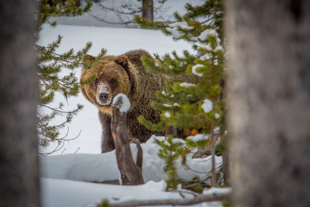 Yellowstone grizzly bear - NPS Neal Herbert - Best National Parks to See Grizzly Bears or Brown Bears in USA