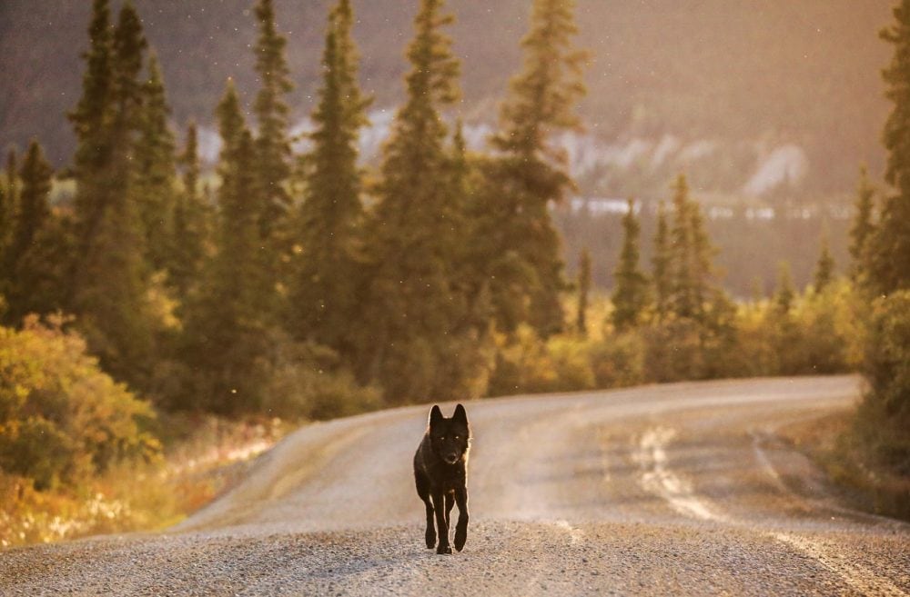 Black wolf on the Denali Park Road, Alaska - NPS Photo Emily Mesner