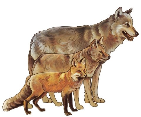 Comparison between Wolves, Coyotes and Foxes - NPS Michael Warner