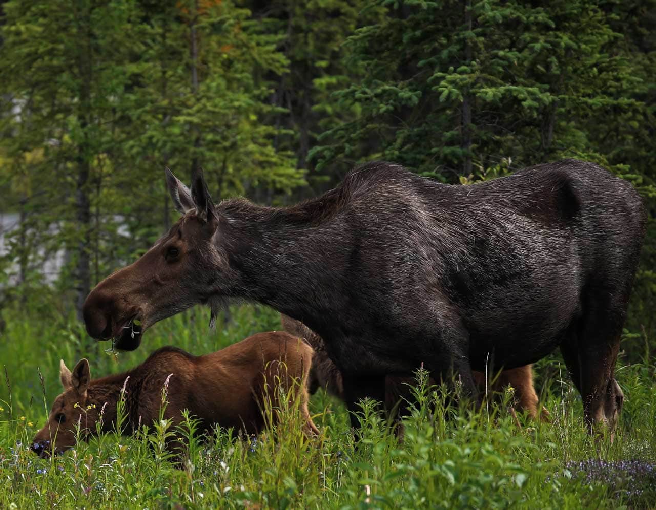 A moose and her calves munch on shrubs near the C-Camp parking l
